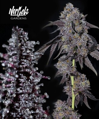 Sherbanger #22 Norcal Cut