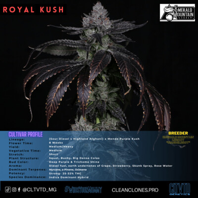 Royal Kush #7
