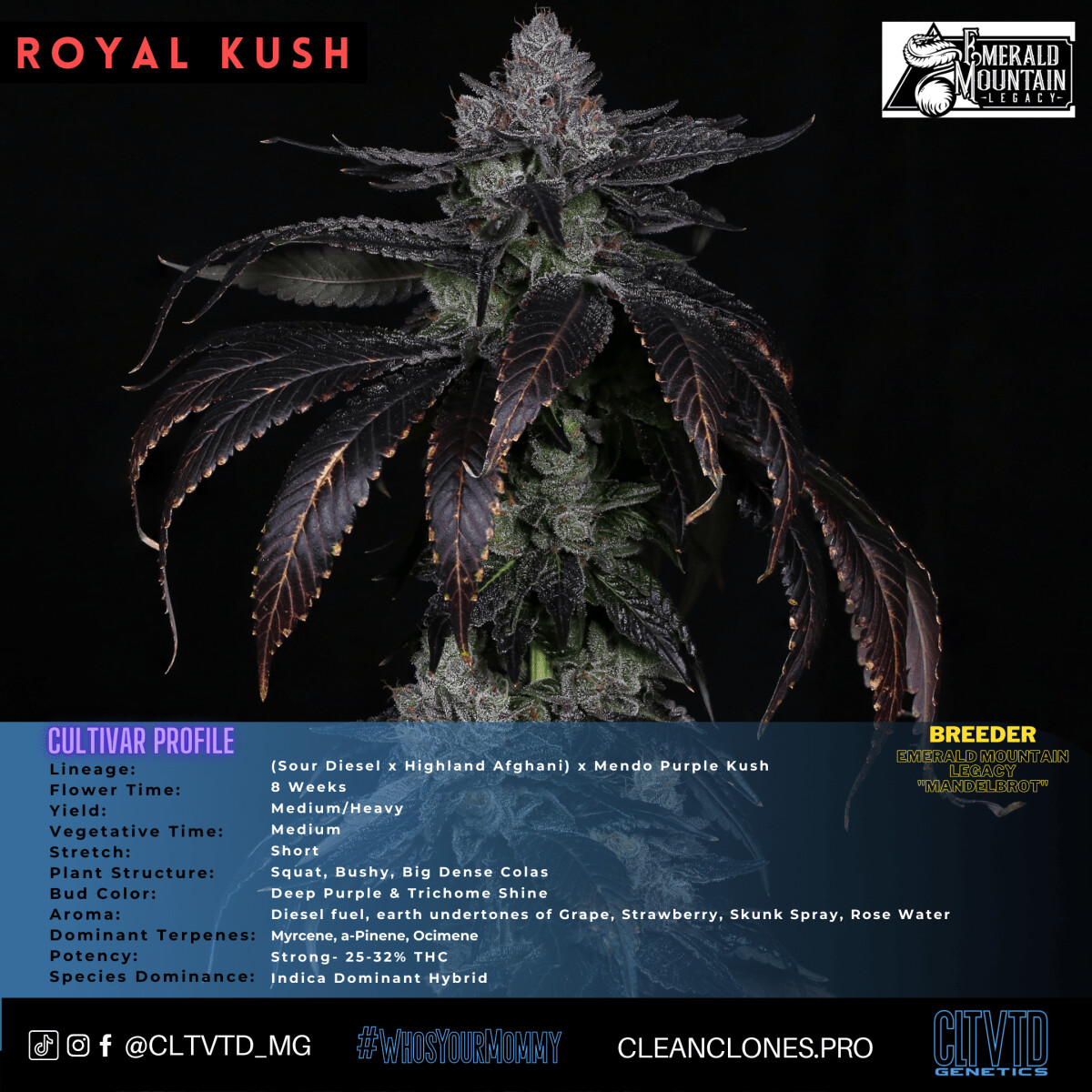 Royal Kush #7