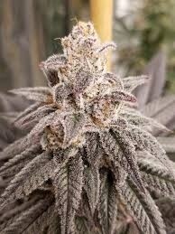 Strawberry Gary Exotic Mike's Cut 