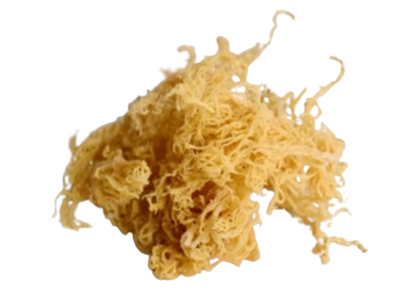 Raw Gold Wildcrafted Seamoss