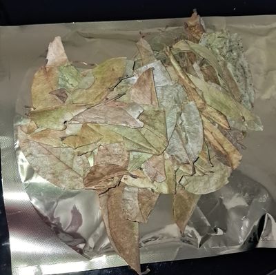 Guanabana SourSop leaves