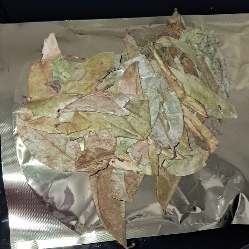 Guanabana SourSop leaves