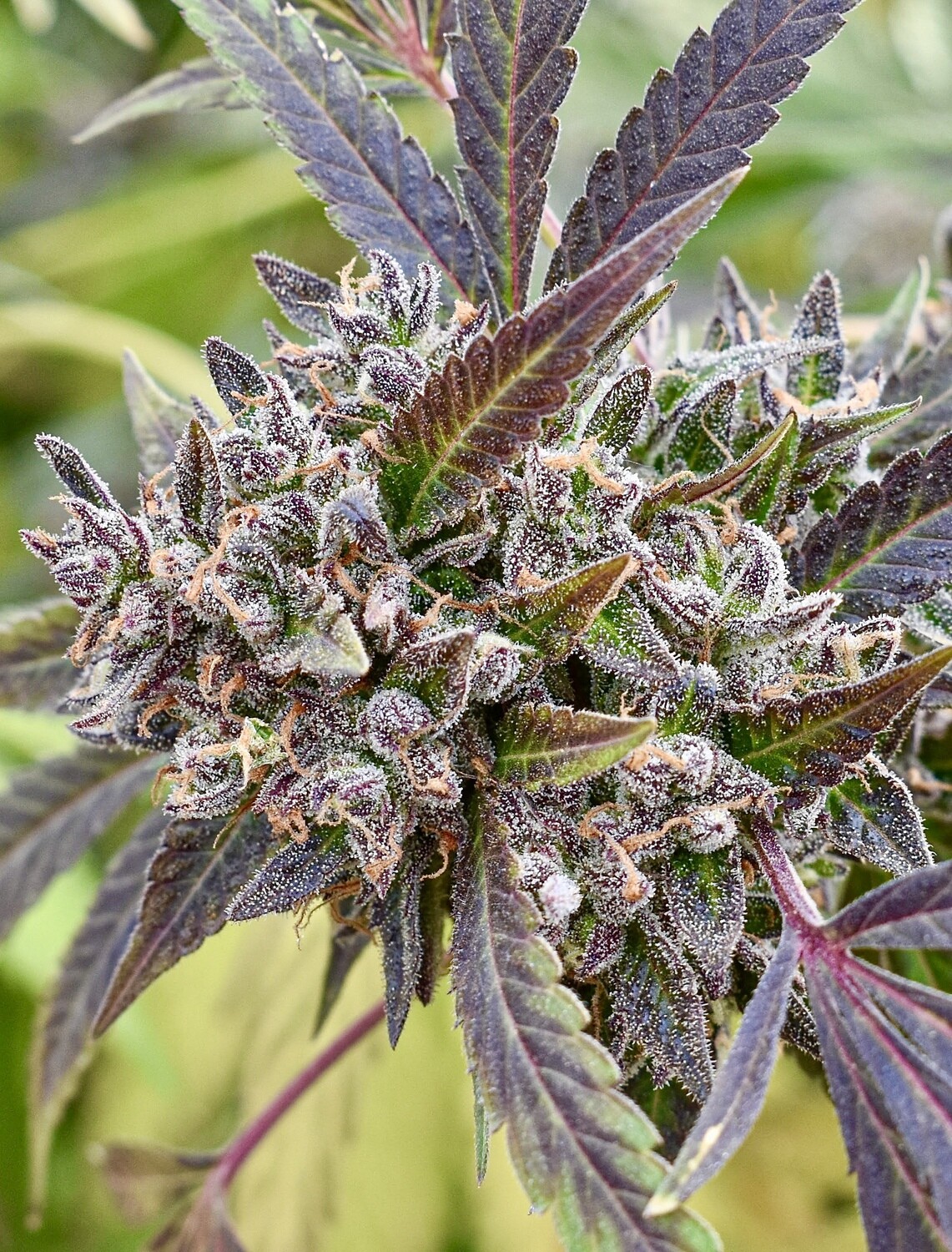 【やま】ダーバン エイリアン GMO サワーアムネシア 計20ml Shop All Seeds — MOTHERLODE GARDENS