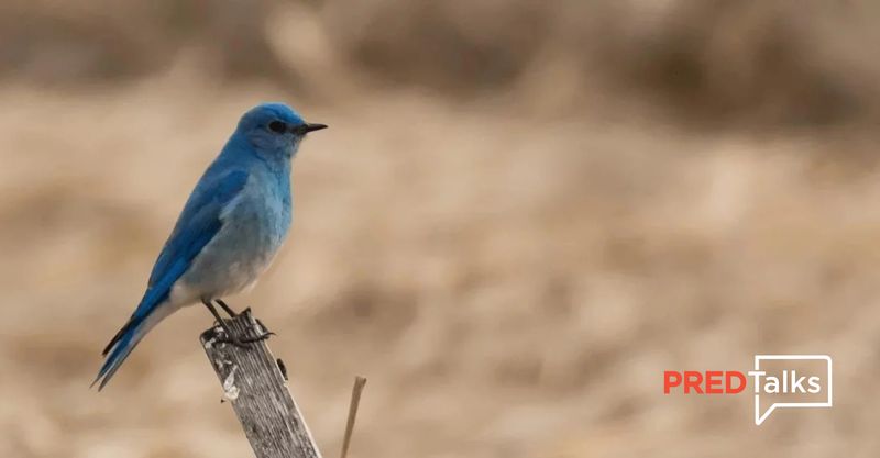 April PREDTalk - 'Connecting with Nature Through Education'