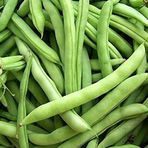 White 1/2 Runner Bush Bean 1/4 lb