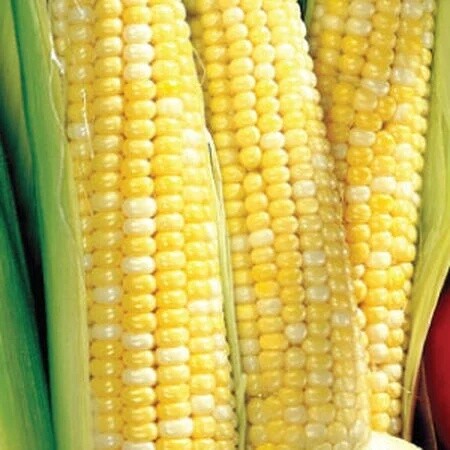 Ambrosia Sweet Corn 1/4 lb