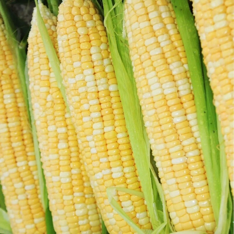 Peaches &amp; Cream Sweet Corn 1/4 lb