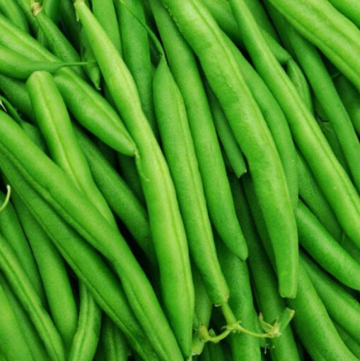 Tendergreen Bush Beans 1/4 lb