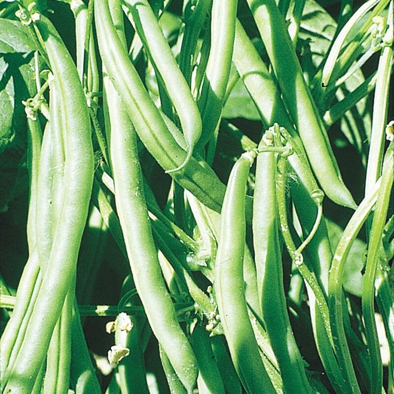 Kentucky Wonder Pole Beans 1/4 lb