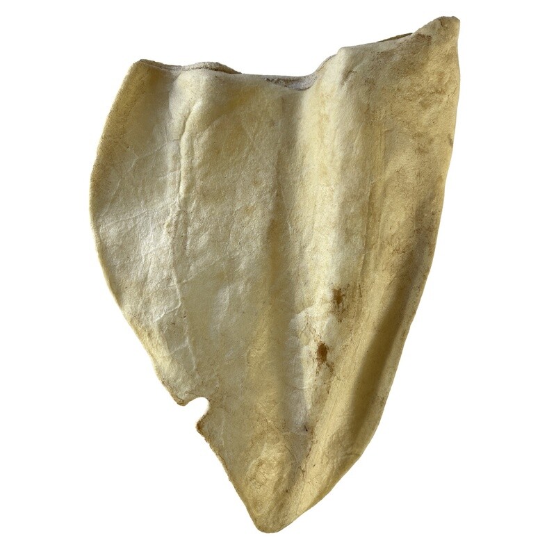 Great Lakes Cow Ear - Hickory Flavor