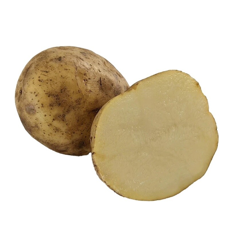 Kennebec Seed Potato 5 lb available at Liberty FHG Galion OH