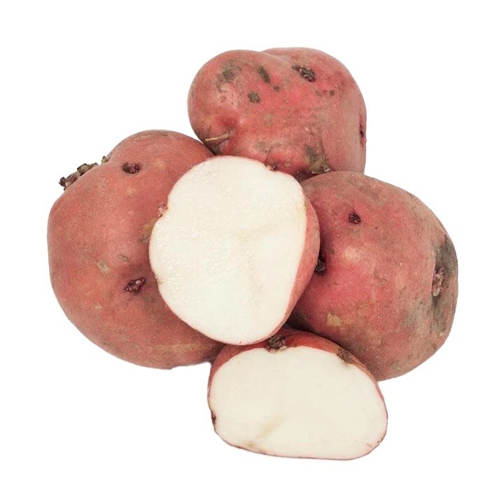 Red Pontiac Seed Potato 5 lb Liberty Farm Home Garden Galion OH