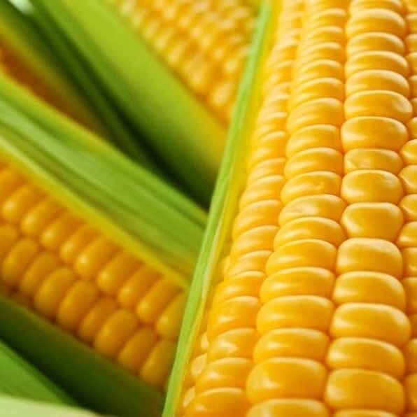 Incredible Sweet Corn (Treated Seeds) 1/4 lb