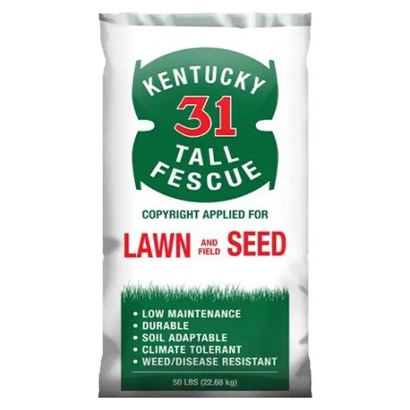 Kentucky 31 Tall Fescue 50 lb