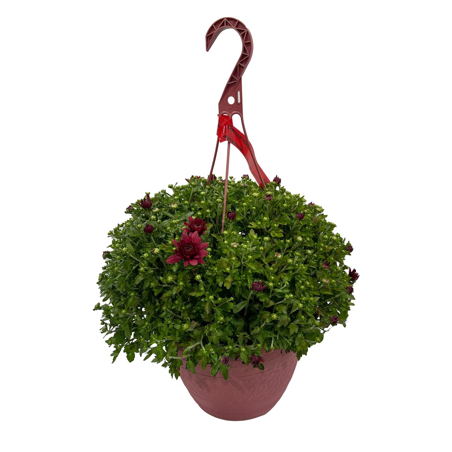 Mums - Hanging Basket 10 in (Colors Vary)