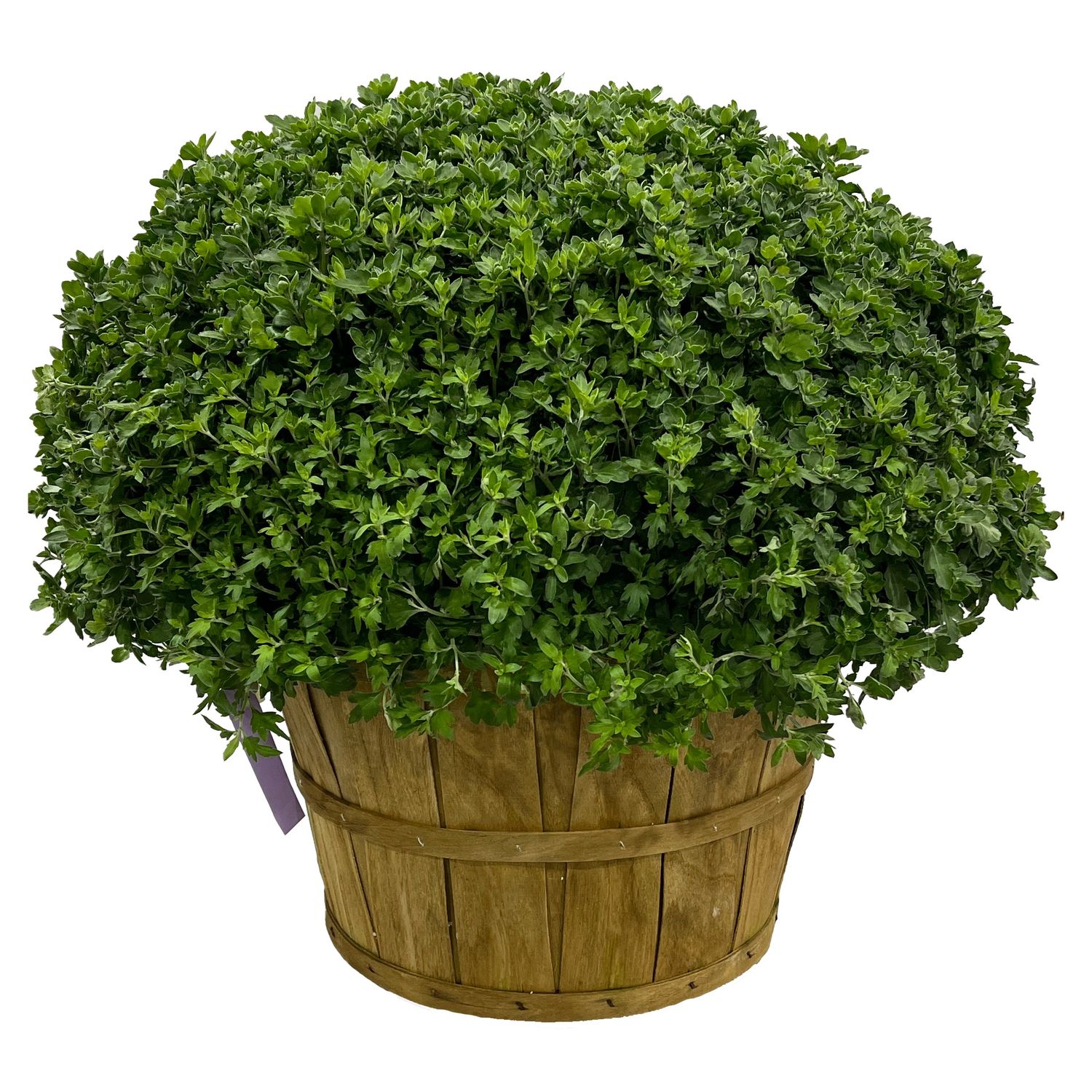 Mums - Bushel Basket (Colors Vary)