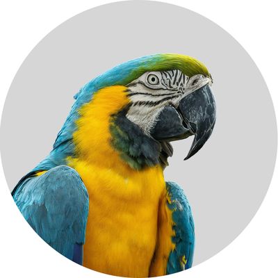 Domestic Bird
