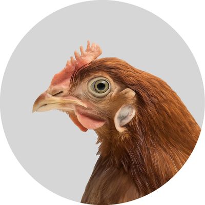 Poultry