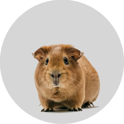 Guinea Pig &amp; Rodent