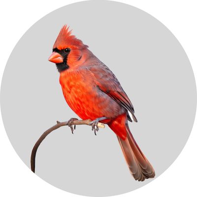 Wild Bird