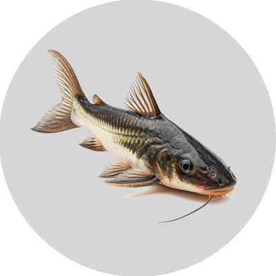 Fish