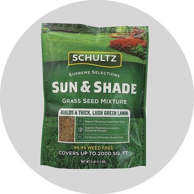 Grass Seed