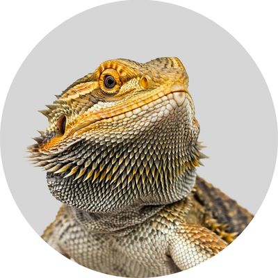 Reptile