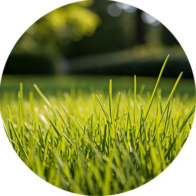 Lawn Fertilizer