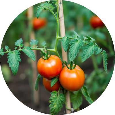 Garden Fertilizer