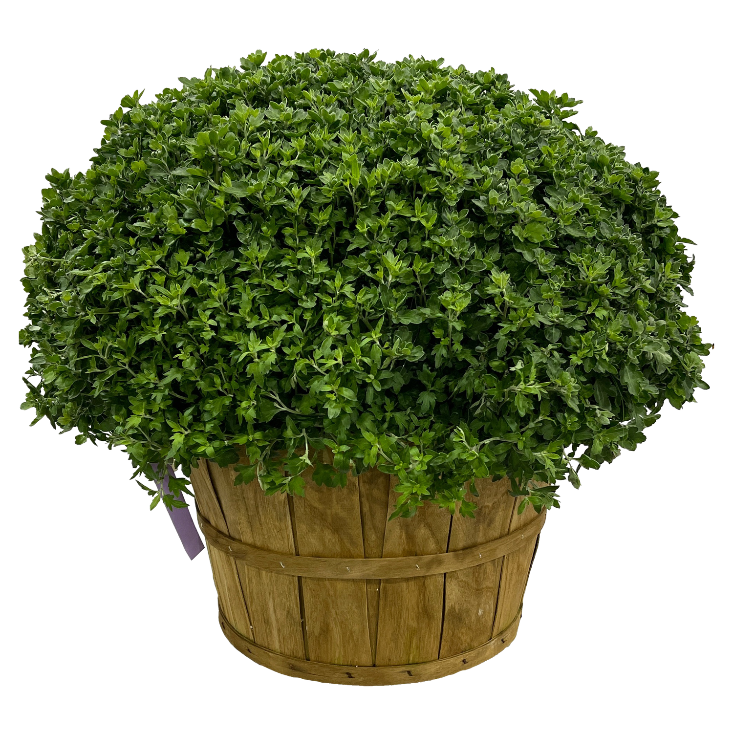 Mums - Bushel Basket