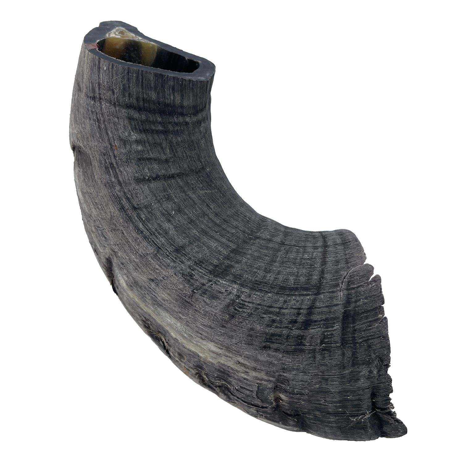 Front view of Great Lakes Pet Treats Lamb Horn Dog Chew 6–7 inch — natural dog chew — LibertyFHG Galion OH