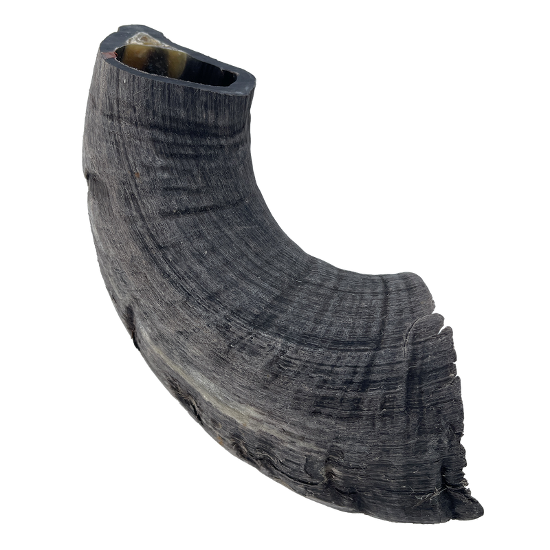 Front view of Great Lakes Pet Treats Lamb Horn Dog Chew 6–7 inch — natural dog chew — LibertyFHG Galion OH