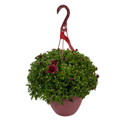 Mums - Hanging Basket (10 in) Liberty FHG Galion