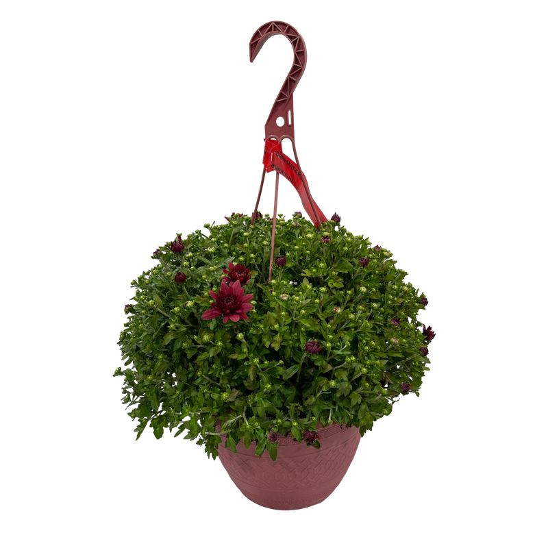Mums - Hanging Basket (10 in) Liberty FHG Galion