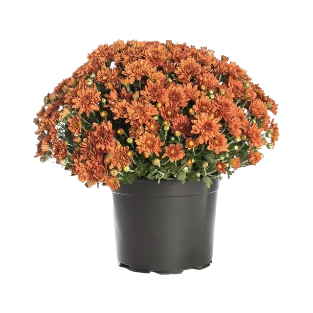 Mums - Small #1 available at Liberty FHG Galion OH
