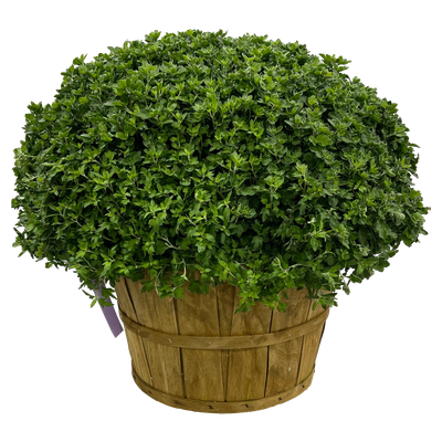 Mums - Bushel Basket Liberty Farm Home Garden Galion OH