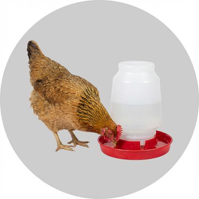 Poultry feeders, waterers, and supplies for backyard flocks at Liberty Farm, Home &amp; Garden in Galio…