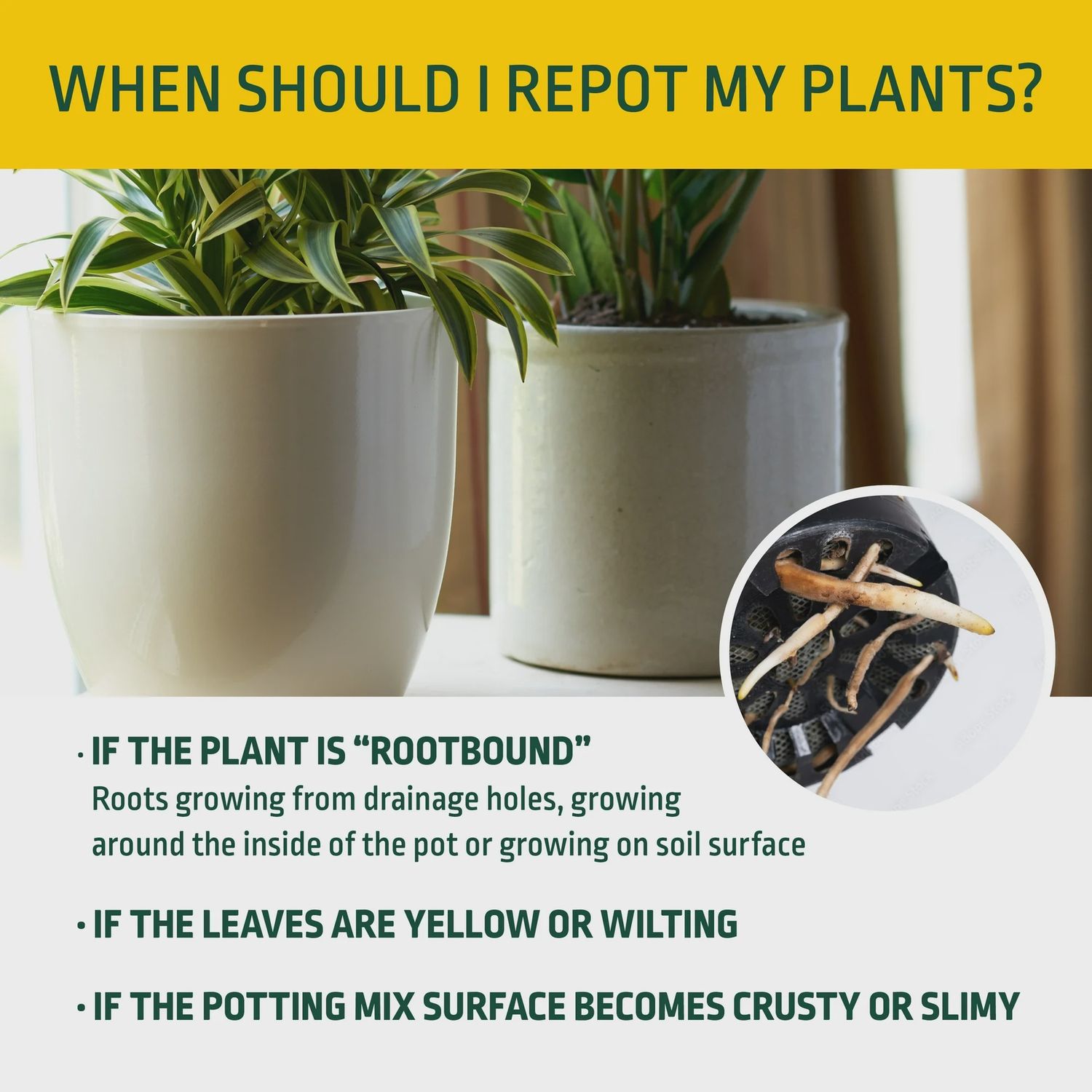 money tree plant growth rate Buy Money Tree Plants Online