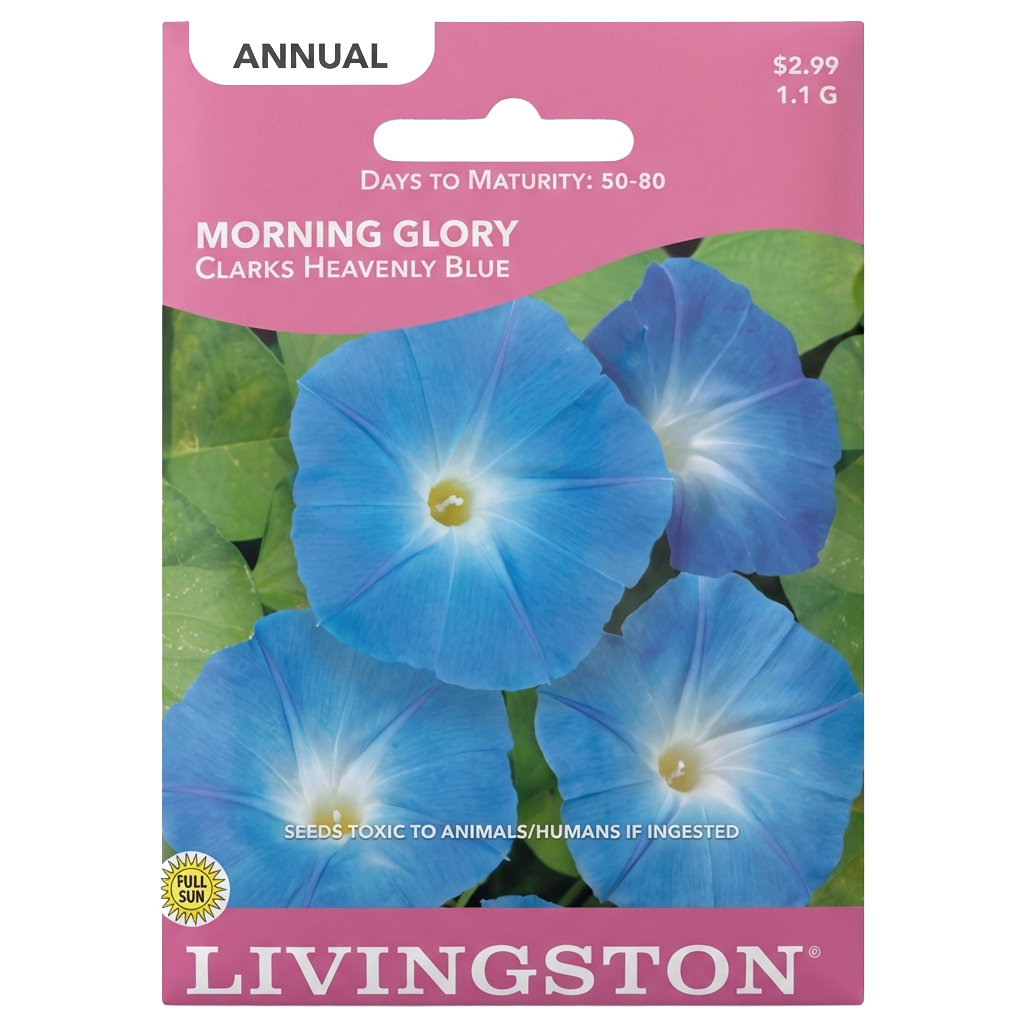 Morning Glory Clark’s Heavenly Blue seeds in Galion for vibrant, non-GMO climbing flower displays.