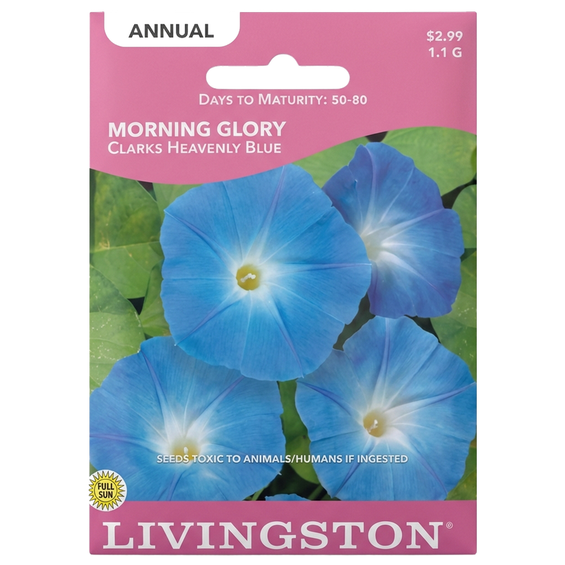 Morning Glory Clark’s Heavenly Blue seeds in Galion for vibrant, non-GMO climbing flower displays.