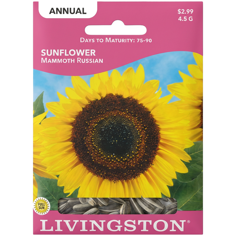 Sunflower Mammoth Russian seeds in Galion for towering, non-GMO garden displays.