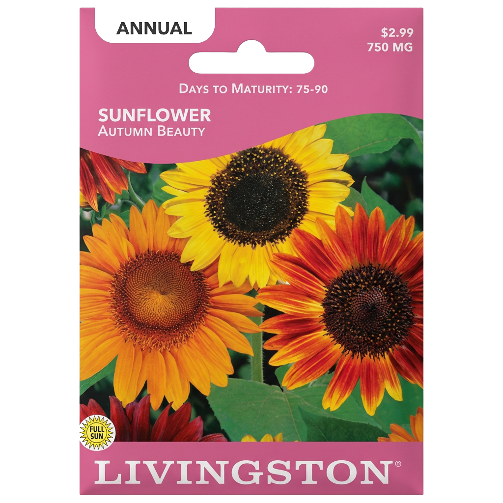 Sunflower Autumn Beauty seeds in Galion for a vibrant, non-GMO autumn flower display.