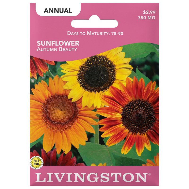 Sunflower Autumn Beauty seeds in Galion for a vibrant, non-GMO autumn flower display.