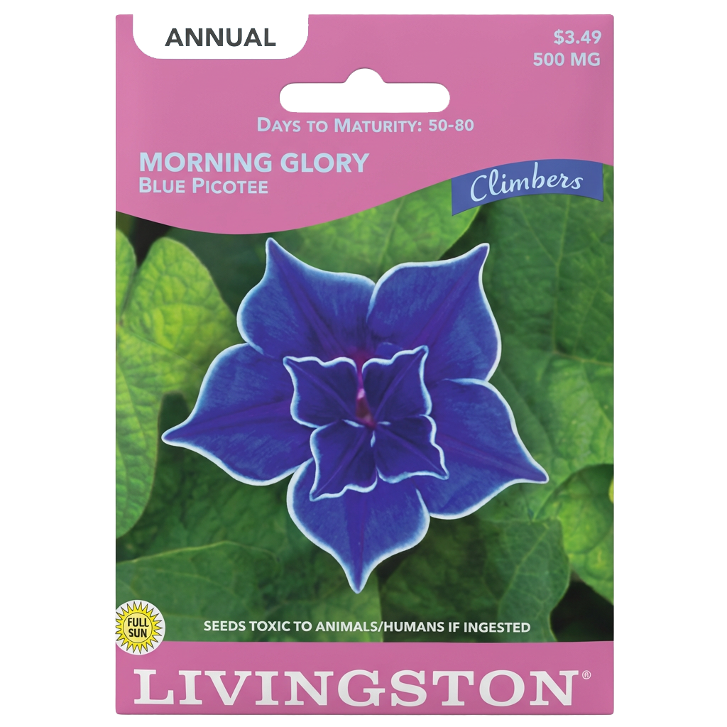Morning Glory Blue Picotee seeds in Galion for vibrant, non-GMO climbing annual gardens.