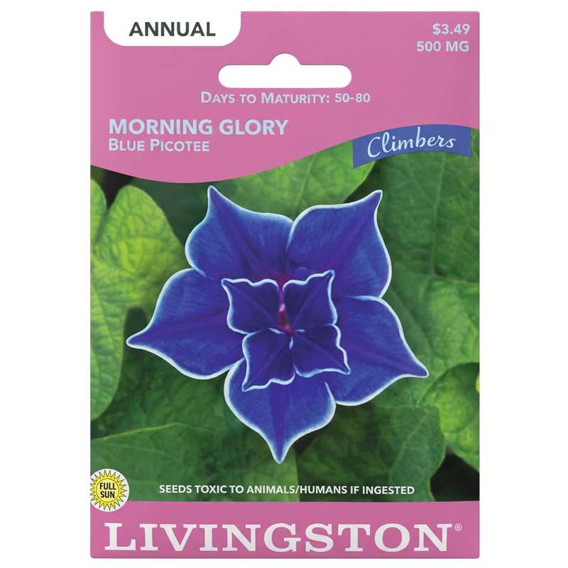 Morning Glory Blue Picotee seeds in Galion for vibrant, non-GMO climbing annual gardens.