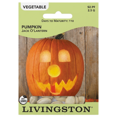 Pumpkin Jack O’Lantern seeds in Galion for classic non-GMO Halloween harvests.