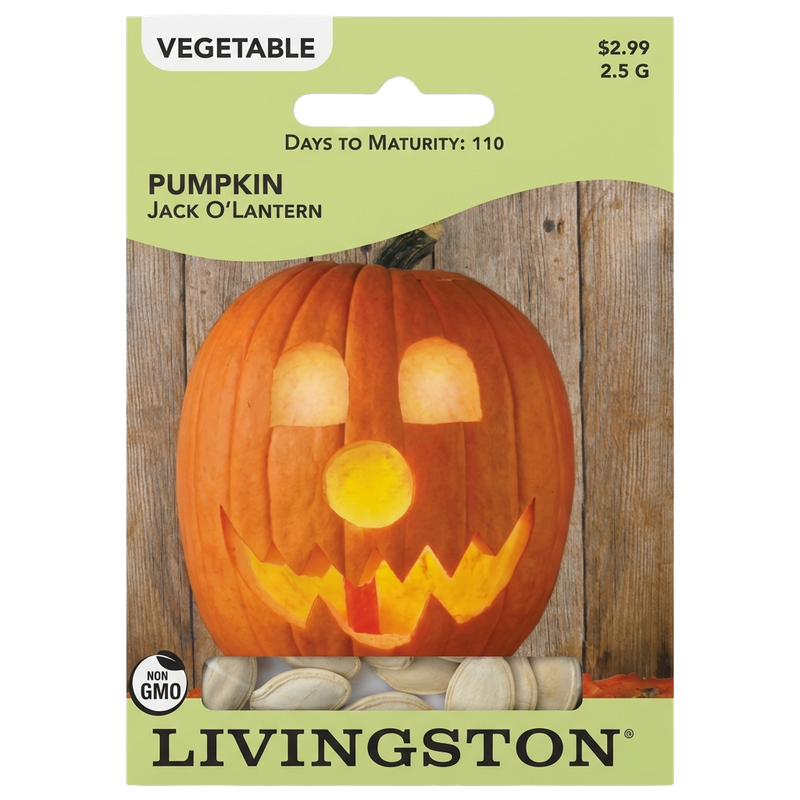 Pumpkin Jack O’Lantern seeds in Galion for classic non-GMO Halloween harvests.