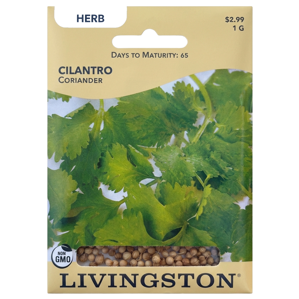 Cilantro seeds in Galion for fresh, non-GMO herb garden harvests.