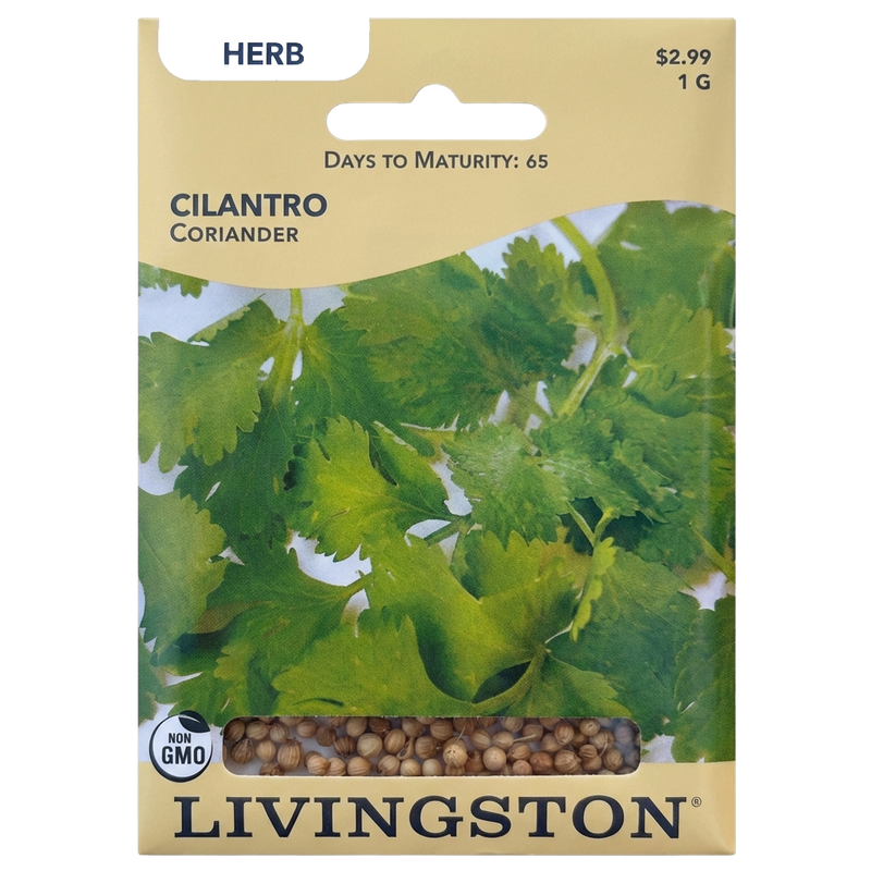 Cilantro seeds in Galion for fresh, non-GMO herb garden harvests.